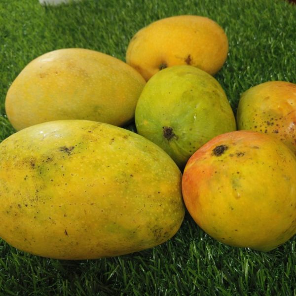 salem mangoes