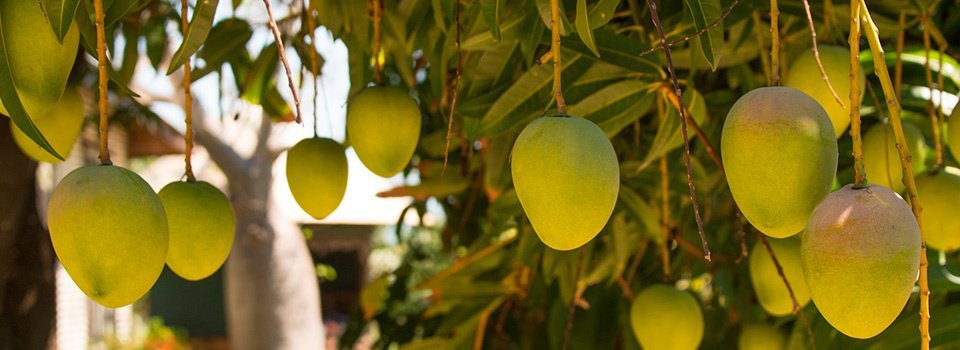 Mango Season 2022 Starts in Salem