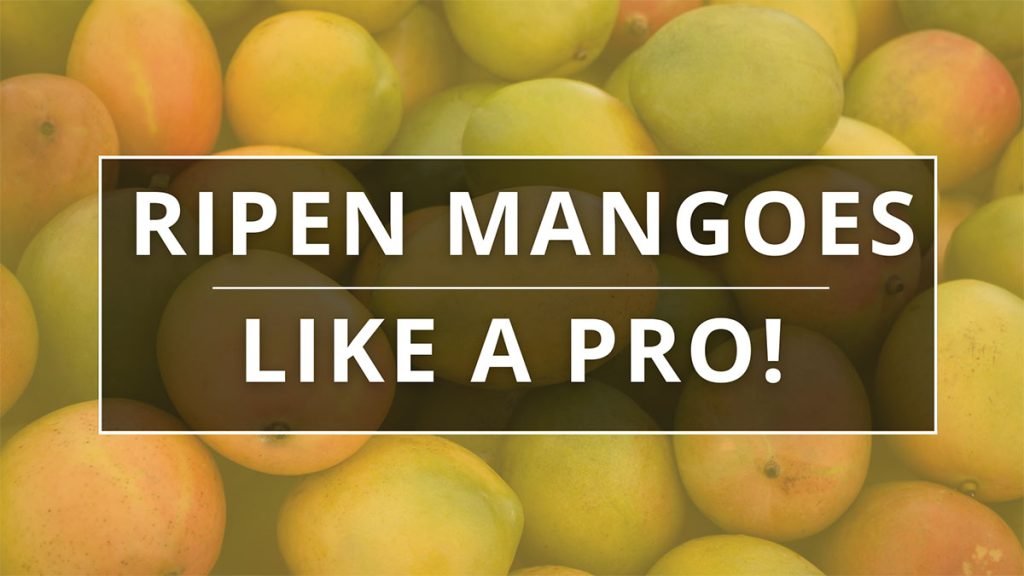Ripen mango Naturally