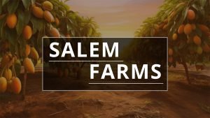 Salem mango farm