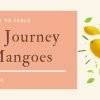 Salem Mangoes Journey